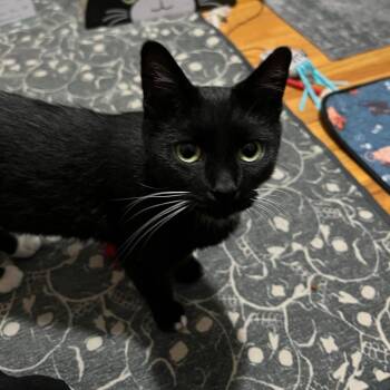 Esmeralda -  Domestic Short Hair Cat for Adoption in Saint Paul, Minnesota - Esmeralda | PetCurious