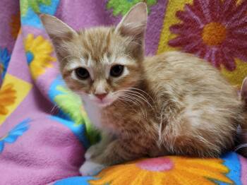 Rescue Domestic Short Hair Cats for Adoption - Gingerbread | PetCurious