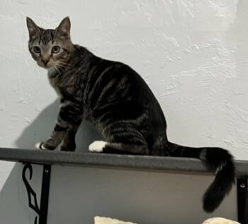 Rescue Domestic Short Hair Cats for Adoption in Labelle, Florida - Waffles | PetCurious