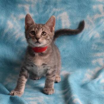 Manny (52670) -  Domestic Short Hair Cat for Adoption in Eureka, California - Manny (52670) | PetCurious