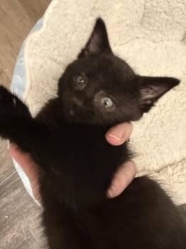 Evander -  Domestic Short Hair Cat for Adoption - Evander | PetCurious