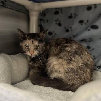 Domestic Short Hair Cats Available for Adoption in Lynchburg, Virginia - Shrimp Scampi | PetCurious