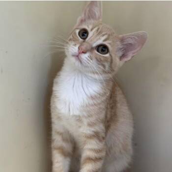 Mango -  Domestic Short Hair Cat for Adoption in Larkfield-wikiup, California - Mango | PetCurious