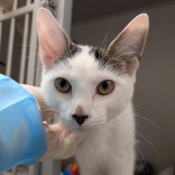 Magpie -  Domestic Short Hair Cat for Adoption in Philadelphia, Pennsylvania - Magpie | PetCurious