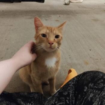 Orange kitten white spots -  Domestic Short Hair Cat for Adoption in Rochester, Minnesota - Orange Kitten White Spots | PetCurious