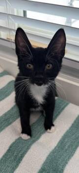 Fozzie -  Domestic Short Hair Cat for Adoption in Venice, Florida - Fozzie | PetCurious
