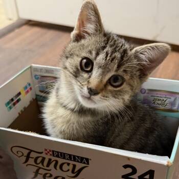 Sequoia -  Domestic Short Hair Cat for Adoption in Chattanooga, Tennessee - Sequoia | PetCurious