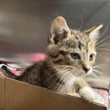 Helena -  Domestic Short Hair Cat for Adoption in Newark, New Jersey - Helena | PetCurious