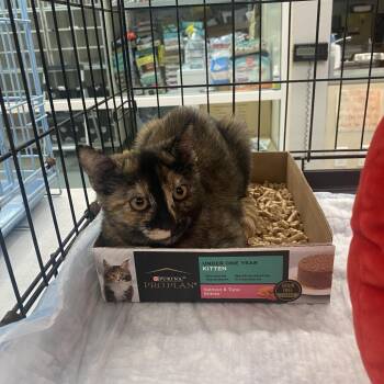 Domestic Short Hair Cats Available for Adoption in Westminster, California - WAGS-Stray-21254 | PetCurious