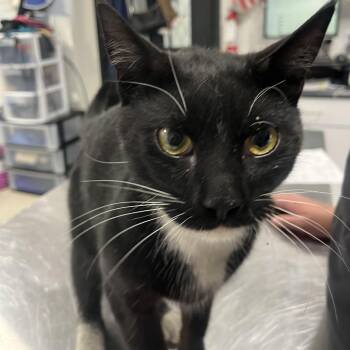 Dr Grey -  Domestic Short Hair Cat for Adoption in Newark, New Jersey - Dr Grey | PetCurious