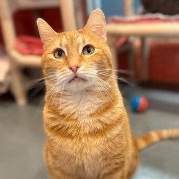 Domestic Short Hair Cats Available for Adoption in South Bend, Indiana - Trucker (was Tucker) | PetCurious
