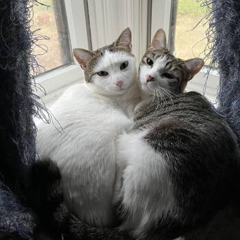 Domestic Short Hair Cats Available for Adoption - Mama Honey And Moonie | PetCurious