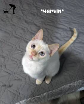 Marvin -  Domestic Short Hair Cat for Adoption in Centerville, Utah - Marvin | PetCurious
