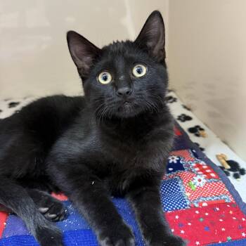 Rocket -  Domestic Short Hair Cat for Adoption in Wetaskiwin, Alberta - Rocket | PetCurious