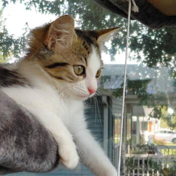 Meadow -  Domestic Medium Hair Cat for Adoption in Brevard, North Carolina - Meadow | PetCurious