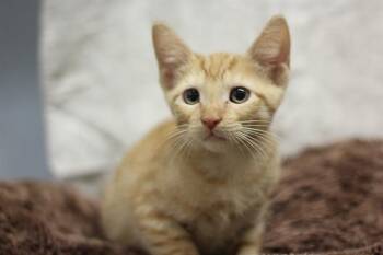 DONG -  Domestic Short Hair Cat for Adoption in Grand Prairie, Texas - DONG | PetCurious