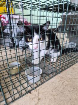 London Feral 2 -  Domestic Short Hair Cat Available for Adoption in New Braunfels, Texas - London Feral 2 | PetCurious