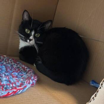 Dajuan -  Domestic Short Hair Cat for Adoption in Des Moines, Iowa - Dajuan | PetCurious