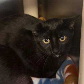 Field of Screams -  Domestic Short Hair Cat for Adoption - Field Of Screams | PetCurious