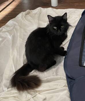 Domestic Long Hair Cats Available for Adoption - Contessa-Portofino PetSmart | PetCurious