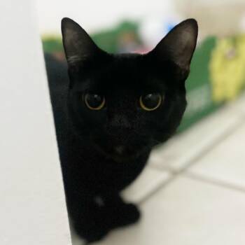 Extra Toes Cat Hemingway Polydactyl Cats Available for Adoption in Long Beach, California - Queenie | PetCurious