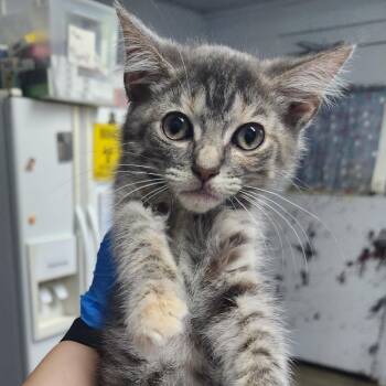 Duckie -  Domestic Short Hair Cat for Adoption in Summerville, South Carolina - Duckie | PetCurious