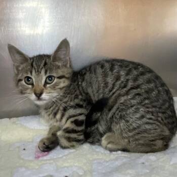 Domestic Short Hair Cats Available for Adoption in Roanoke, Virginia - Rosie | PetCurious