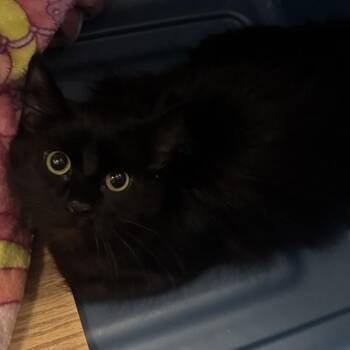 Domestic Short Hair Cats Available for Adoption in Des Moines, Iowa - Ariamis | PetCurious