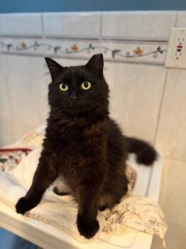 Ivan -  Domestic Medium Hair Cat for Adoption in Sayreville, New Jersey - Ivan | PetCurious