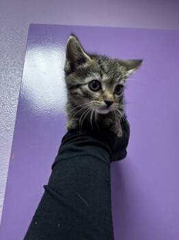 Rescue Domestic Short Hair Cats for Adoption in El Paso, Texas - 59837921 | PetCurious
