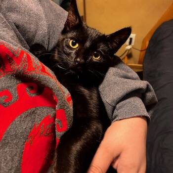 Domestic Short Hair Cats Available for Adoption - Tekwani  | PetCurious