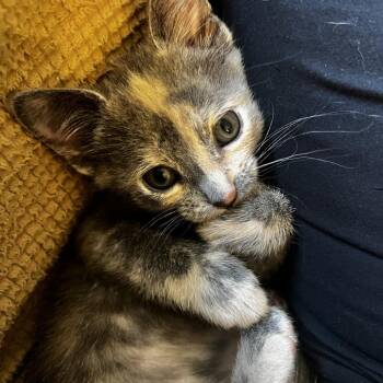 Josie -  Domestic Short Hair Cat for Adoption in Naperville, Illinois - Josie | PetCurious