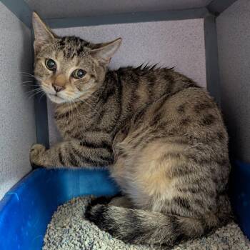 Comfy -  Domestic Short Hair Cat for Adoption in Evansville, Indiana - Comfy | PetCurious