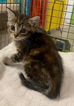 CUPCAKE -  Domestic Medium Hair Cat for Adoption in Rancho Cucamonga, California - CUPCAKE | PetCurious