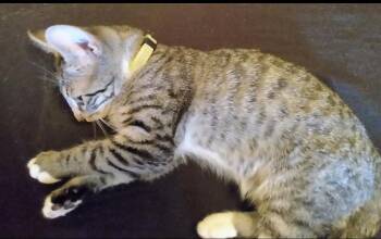 Kiwi -  Domestic Short Hair Cat for Adoption in Havertown, Pennsylvania - Kiwi | PetCurious