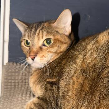 Snickers -  Domestic Short Hair Cat for Adoption in Titusville, Florida - Snickers | PetCurious
