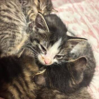 Matcha -  Domestic Short Hair Cat for Adoption in Madison, Wisconsin - Matcha | PetCurious