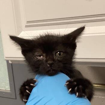 Domestic Short Hair Cats Available for Adoption in Greenville, South Carolina - Roomba | PetCurious