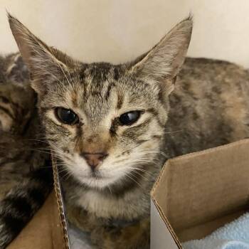 Rhiannon -  Domestic Short Hair Cat for Adoption in Westminster, California - Rhiannon | PetCurious