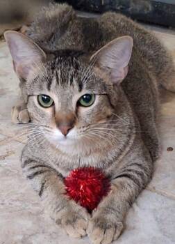 Domestic Short Hair Cats Available for Adoption - Roison | PetCurious