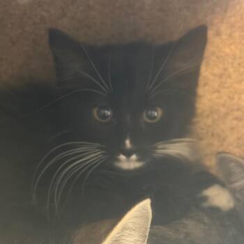 Tiabeanie -  Domestic Medium Hair Cat for Adoption in Reno, Nevada - Tiabeanie | PetCurious