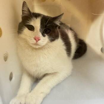 Domestic Short Hair Cats Available for Adoption in South Elgin, Illinois - Ochee | PetCurious