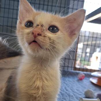 Soprano -  American Shorthair Cat for Adoption in Freeport, Florida - Soprano | PetCurious