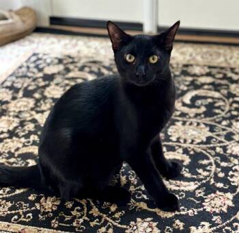Rescue Domestic Short Hair Cats for Adoption in Maineville, Ohio - Baby Gorgeous | PetCurious