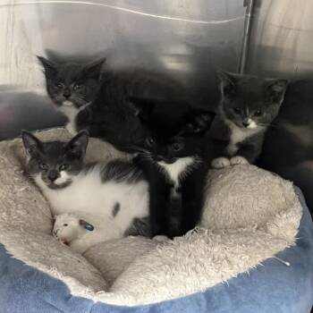 Rescue Domestic Short Hair Cats for Adoption in Hampton Bays, New York - Louis | PetCurious