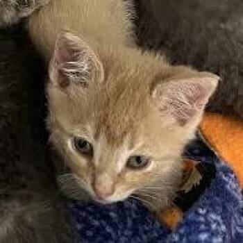 James Pond -  Domestic Short Hair Cat for Adoption in Dearborn, Michigan - James Pond | PetCurious
