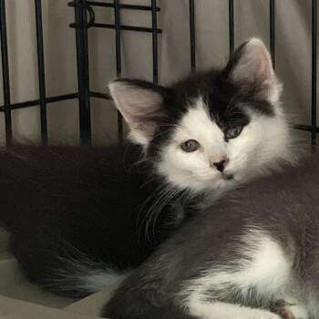 Darrius -  Domestic Short Hair Cat for Adoption in Ballston Spa, New York - Darrius | PetCurious