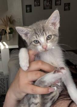 Ivory -  Domestic Short Hair Cat for Adoption in Lancaster, California - Ivory | PetCurious