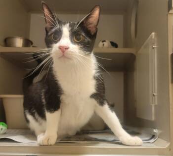 Sweet Tea -  Domestic Short Hair Cat for Adoption in Mason City, Iowa - Sweet Tea | PetCurious