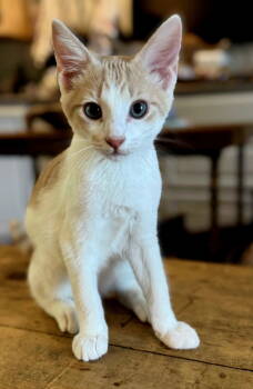 Rescue Tabby Cats for Adoption in Franklin, Tennessee - KITTEN HENRY | PetCurious
